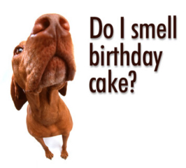  Birthday Cake on Dog Birthday Cake 50